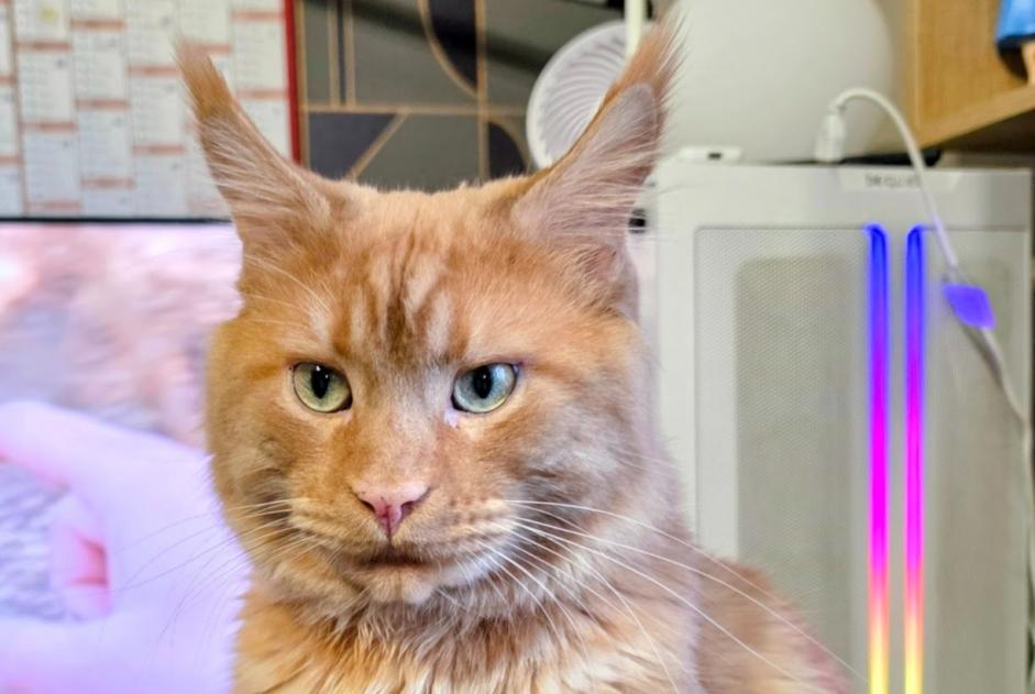 Vermisstmeldung Katze  Männliche , 3 jahre Noyon Frankreich