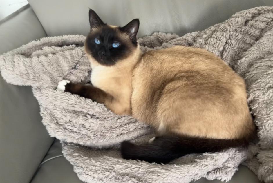 Alerta de Desaparición Gato Hembra , 4 años Clairoix Francia Alerta de Desaparición Gato Hembra , 4 años Clairoix Francia