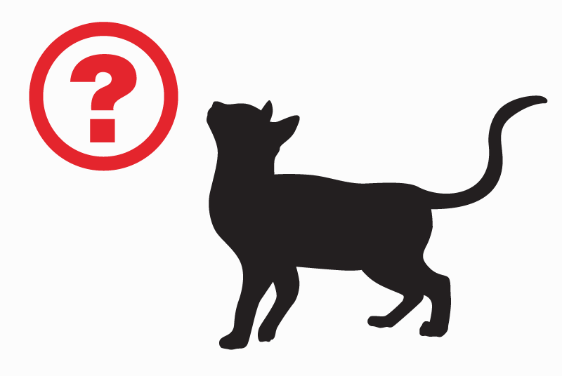 Alerte Disparition Chat Femelle , 7 ans Monceaux-l'Abbaye France Alerte Disparition Chat Femelle , 7 ans Monceaux-l'Abbaye France