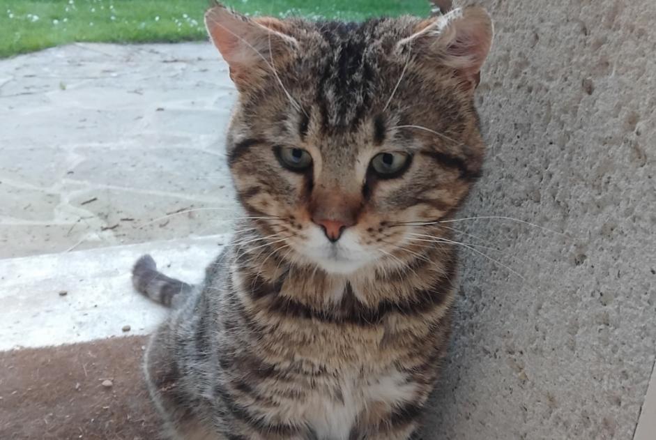 Alerte Découverte Chat Mâle Chamant France Alerte Découverte Chat Mâle Chamant France