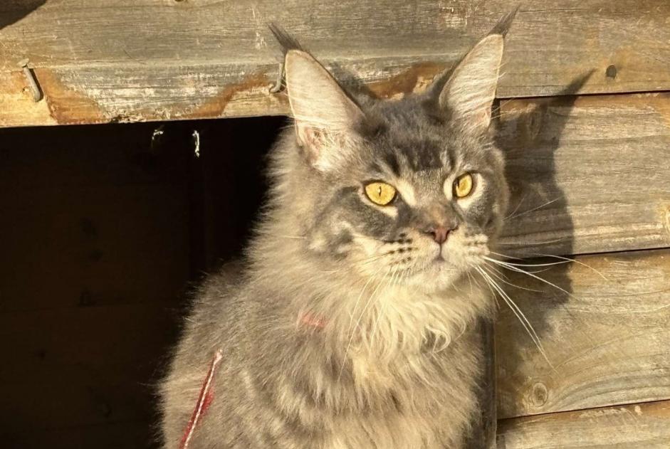 Alerte Disparition Chat  Mâle , 1 ans Beauvais France
