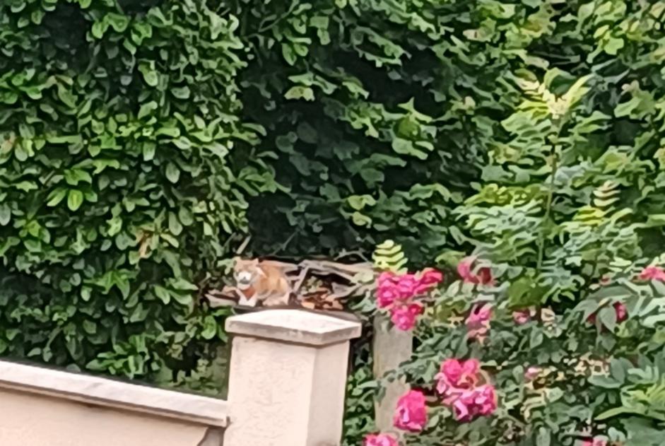Alerte Découverte Chat Inconnu Clermont France