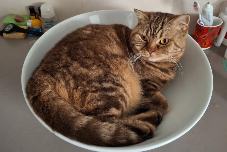 Alerte Disparition Chat  Femelle , 4 ans Beauvais France