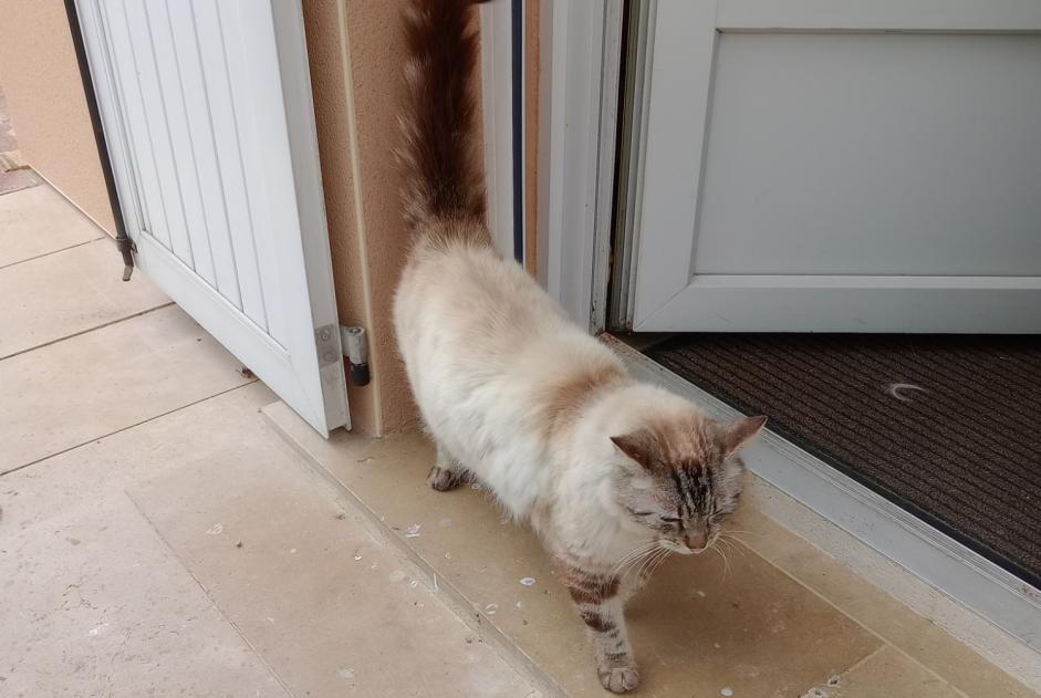 Avviso Ritrovamento Gatto Non conosciuta , 1 anno Les Ageux Francia