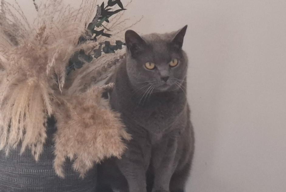 Avviso scomparsa Gatto  Femmina , 11 anni Rotangy Francia