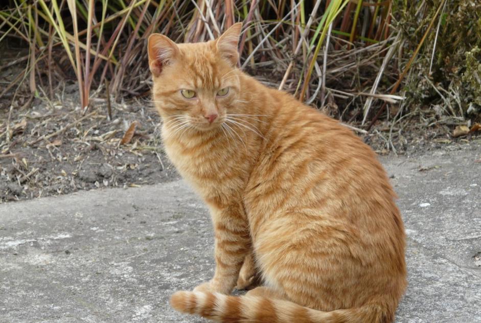 Alerta descoberta Gato Macho Saint-Jean-aux-Bois France Alerta descoberta Gato Macho Saint-Jean-aux-Bois France