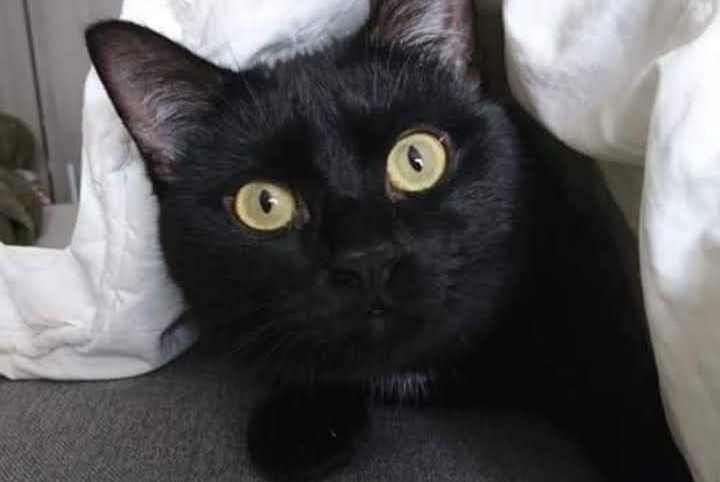 Alerta desaparecimento Gato  Macho , 7 anos Chevrières France