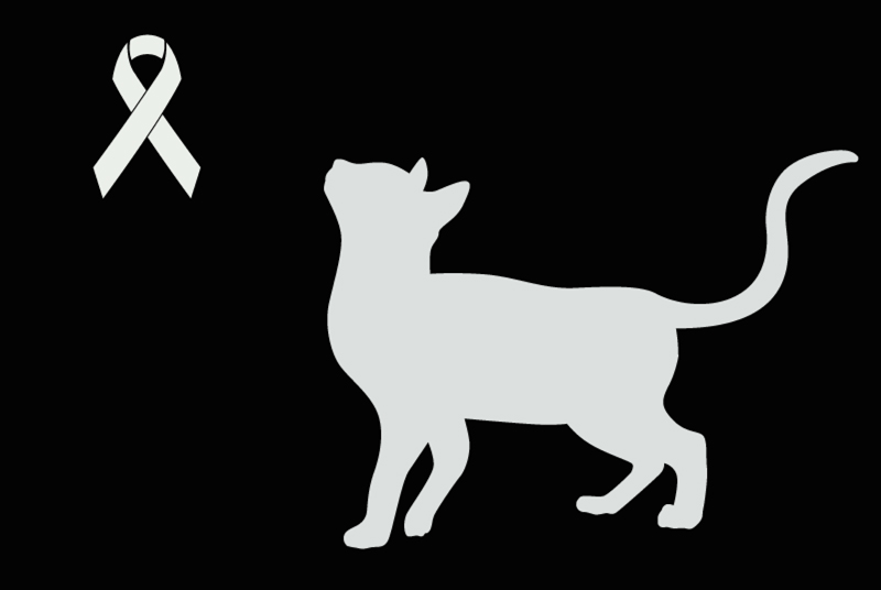 Avviso Ritrovamento Gatto  Non conosciuta Songeons Francia